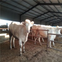 育肥养殖购买夏洛莱牛犊低价价格到肉牛养殖场山东晨旭牧业