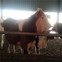 肉牛西门塔尔牛犊养殖场报价价格多少钱头价格表