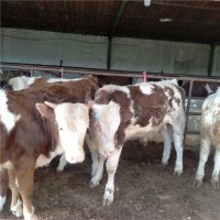 山东西门塔尔养殖场出售改良西门塔尔肉牛犊多少钱价格报价表