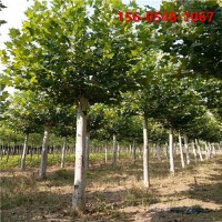 供应绿化苗木12公分15 公分法桐 速生法桐