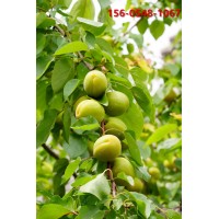 供应3-6公分珍珠油杏树苗3-4公分规格全杏树苗