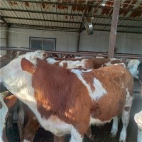 西门塔尔肉牛犊价格多少钱头肉牛养殖场山东晨旭牧业报价