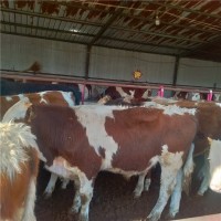 出售西门塔尔牛犊低价价格养殖场家山东晨旭牧业