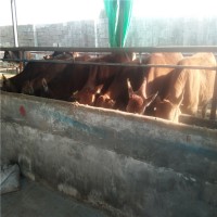 山东肉牛养殖场改良鲁西黄肉牛犊多少钱价格表