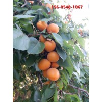 珍珠油杏树苗 2-3公分杏树嫁接苗杏子树苗