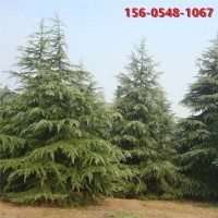 供应1-2米-2米-3雪松树形优美规格全