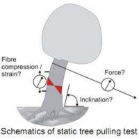 PiCUS TreeQinetic树木拉伸测试仪