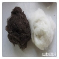 供应山羊绒原料纺纱
