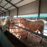 肉牛养殖场出售夏洛莱牛犊价格多少钱价格表