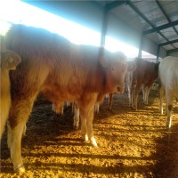 鲁西黄小牛犊一头价格多少钱来电养殖场山东晨旭牧业报价