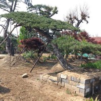 山东造型黑松种植基地