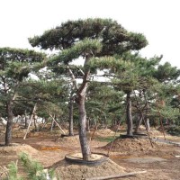 山东造型油松种植基地