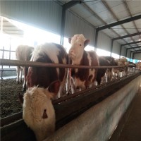 养殖西门塔尔牛到山东晨旭牧业报价西门塔尔肉牛犊价格