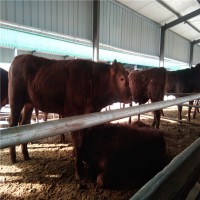 利木赞300斤牛犊价格多少钱来电养殖场山东晨旭牧业