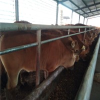 鲁西黄牛犊山东养殖场低价出售多少钱头