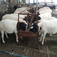 养殖黑头杜泊羊厂家直销成年黑头杜泊羊价格多少钱一只