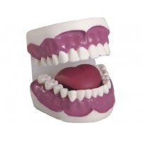 益联医学牙护理保健模型（放大二倍）