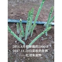 山东芦笋种子批发基地报价