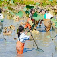 苏州研学基地趣味挖藕三六六社会实践邀你共赴田野体验探秘之旅